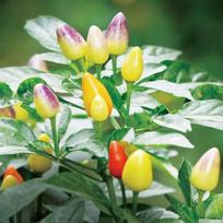 Ornamental Multicolor Chili Pepper Seeds, 1000 Seeds Per Bag, Mixed Color Mini Pepper Seeds for Balcony Potted & Garden Planting 1 bag