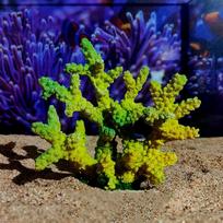 Colorful Simulation Coral Model Unique Resin Craft Artificial Coral Ornament Handmade Realistic Coral Water Plant Figurines