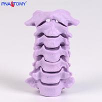 Cervical Spine and Atlas Axis Model for Osteopathy and Teaching Aids PNT-0196C1 pink