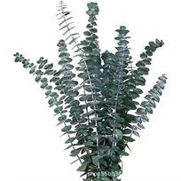 10 Pcs 22 inch Hanging Dried Eucalyptus Large Preserved Eucalyptus Stems  Wedding 10pcs