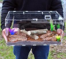 Beetle Feeding Box Praying Mantis Spider Insect Acrylic Transparent Box Crawling Pet Feeding Box