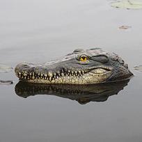 Garden Outdoor Pool Resin Animal Figurines Crocodile Head Simulation Decoration Floating Animal Crocodile Head