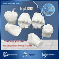 Full Mouth Plaster Tooth Model for Dental Carving, 4x Life-Size Lower 3