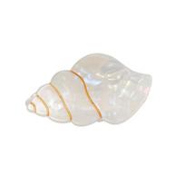 Hair Claw Conch Shape Back Head Shower Clip Strong Grip Medium Size Shark Hair Claw Versatile Hair Accessory