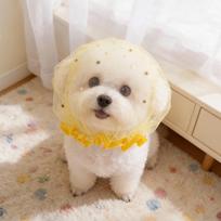 Anti-Mess Mesh Dog Hood: Small Dog Anti-Bite, Anti-Ingestion, Anti-Licking Mouth Cover