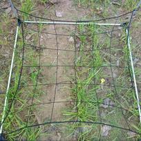 1Pc Plant Tent Branch Pressing Net Uniform Light Receiving Net Elastic Garden Flower Vegetable Grow Tent Trellis Netting 7 Sizes 90 x 90cm balta