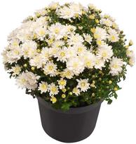 Lauko augalas chrizantema, 1 spalva, Ø 17, 33 cm, lot. CHRYSANTHEMUM