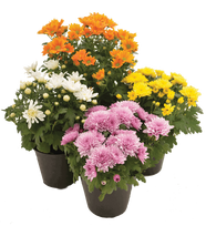 Lauko augalas chrizantema, 1 spalva, Ø 10, 25 cm, lot. CHRYSANTHEMUM