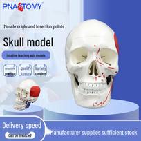 Detachable 1:1 Cranial Skull Model with Oral Anatomy Instructions PNT-0151