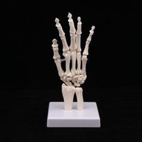 Anatominis žmogaus rankos ir pėdos skeleto modelis, rodantis alkūnę ir stipinkaulį, vaizduojantis natūralų žmogaus rankos ir pėdos judesį hand gray