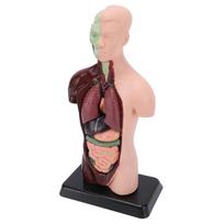 Human Body Anatomy Model 7 Removable Parts 10.24 Inch Human Torso Anatomical Model for School Medical Education Display beige