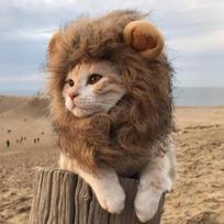 Lion Mane Pet Costume - Cute Cat & Dog Headgear with Ears for Pets M Neck 32CM black