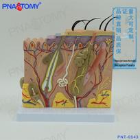 3D Human Skin Structure Model for Medical and Dermatology Teaching 23*18*25cm