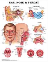 Ear, Nose and Throat Anatomical Chart