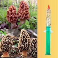 Tepalas 10 ml, liquid mycelium, sodo auginimui, LC