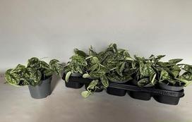 Kambarinis augalas, skindapas "Aureum", vazonėlio skersmuo 12 cm.