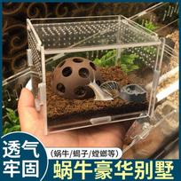 Snail Villa Crawling Pet Spider Insect Palace Guard Lizard Horned Frog One Horned Immortal Scorpion Praying Mantis