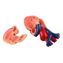 Life Size Anatomical Human Heart Model for Middle and High School Biology Teaching Tool multi