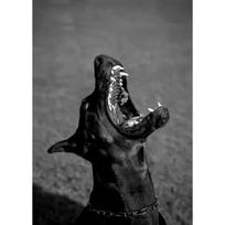 Prabangūs Mados Dobermanas Seksuali Moteris Juoda Balta Plakatai ir Spaudiniai Drobės Spausdinimas Sienos Menas Paveikslas Svetainei Namų Dekoras 21X30CMNo Framed gray