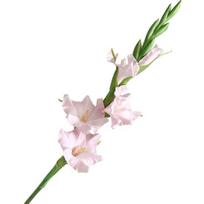 Dirbtinės gladiolės 22  Tikro prisilietimo gėlės su ilgu kotu 4 pilni žiedai ir 1 pumpuras Netikra orchidėja vazei purpurinė raudona spalva