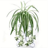 Dirbtiniai augalai pakabinami ant sienos Chlorophytum vazoniniai žalieji augalai PVC netikri augalai modeliavimas gėlė Svetainės dekoras 65cm žalia