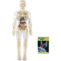STEM Educational Organ Skeleton Assembly Set For Children Hands On Biology Learning Interactive Anatomy Demonstration 1 white