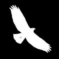 Majestic Eagle Raptor Bird Pair Vinyl Decal, Wildlife Nature Sticker for SUV Truck Motorcycle, Waterproof Auto Exterior Decor 17X20CM juoda