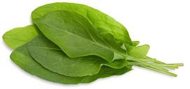 Click & Grow Smart Garden refill Green Sorrel 3pcs | SGR55X3