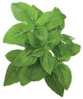 Click & Grow Smart Garden refill Dwarf Basil 3pcs | SGR21X3