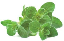Click & Grow Smart Garden refill Oregano 3pcs | SGR31X3