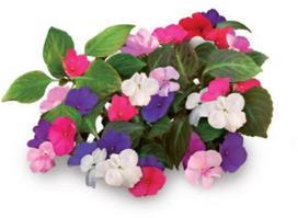 Click & Grow Smart Garden refill Busy Lizzie 3pcs | SGR1X3