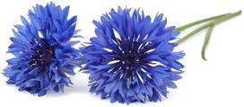 Click & Grow Smart Garden refill Cornflower 3pcs | SGR36X3