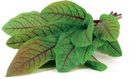 Click & Grow Smart Garden refill Bloody Sorrel 3pcs | SGR33X3