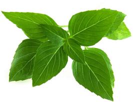 Click & Grow Smart Garden refill Thai Basil 3pcs | SGR37X3