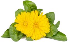 Click & Grow Smart Garden Refill Marigold 3pcs | SGR88X3