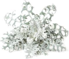 Click & Grow Smart Refill Dusty Miller 3pcs | SGR85X3
