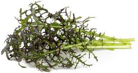 Click & Grow Smart Garden refill Red Frill Mustard 3pcs | SGR77X3