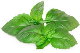 Click & Grow Smart Garden refill Marseille Basil 3pcs | SGR99X3