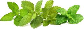 Click & Grow Plant Pod Calming Tea Mix 9pcs | PPMCTX9