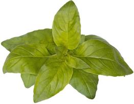 Click & Grow Smart Garden refill Lime Basil 3pcs | SGR100X3