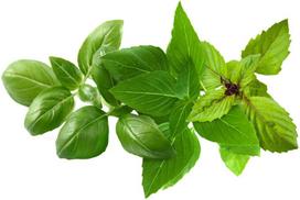 Click & Grow Plant Pod Basil Variety Mix 9pcs | PPMBVX9
