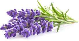 Click & Grow Plant Pod Lavender 9pcs | WFR30X9