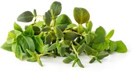 Click & Grow Plant Pod Italian Herb Mix 9pcs | PPMIHX9
