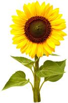Click & Grow Smart Garden Refill Mini sunflower 3pcs | SGR65X3