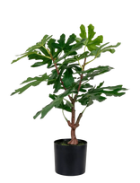 House Nordic - Fig Artificial Plant, Green, H:60 Cm - Džiovintos gėlės - Žalia
