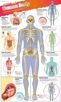 KNYGA DKfindout! Human Body Poster