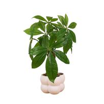 Realistiškas bonsai medis augalas dekoracija dirbtinis pinigų medis vazoninis augalas biuro stalui svetainei virtuvės stalviršiui A green
