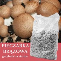 Rudasis grybas, grūdų substratas, 1 l, auginimui namuose