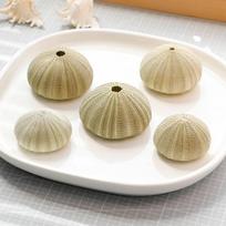 Nordic Creative Ornamental Sea Urchin Shell Specimen for DIY Conch Collections