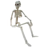 Car Ornaments Learn Aid Anatomy Skeleton Car Decoration Human Skeleton Model People Active Model balta